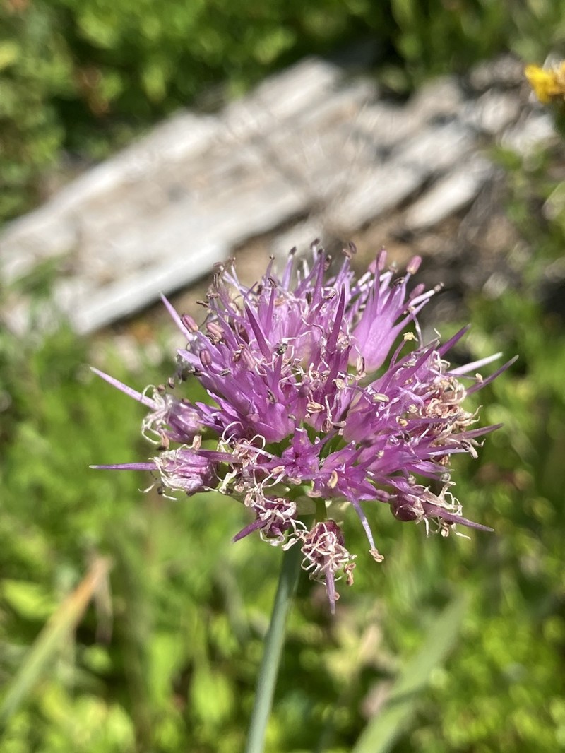 Pacific Onion photo 5