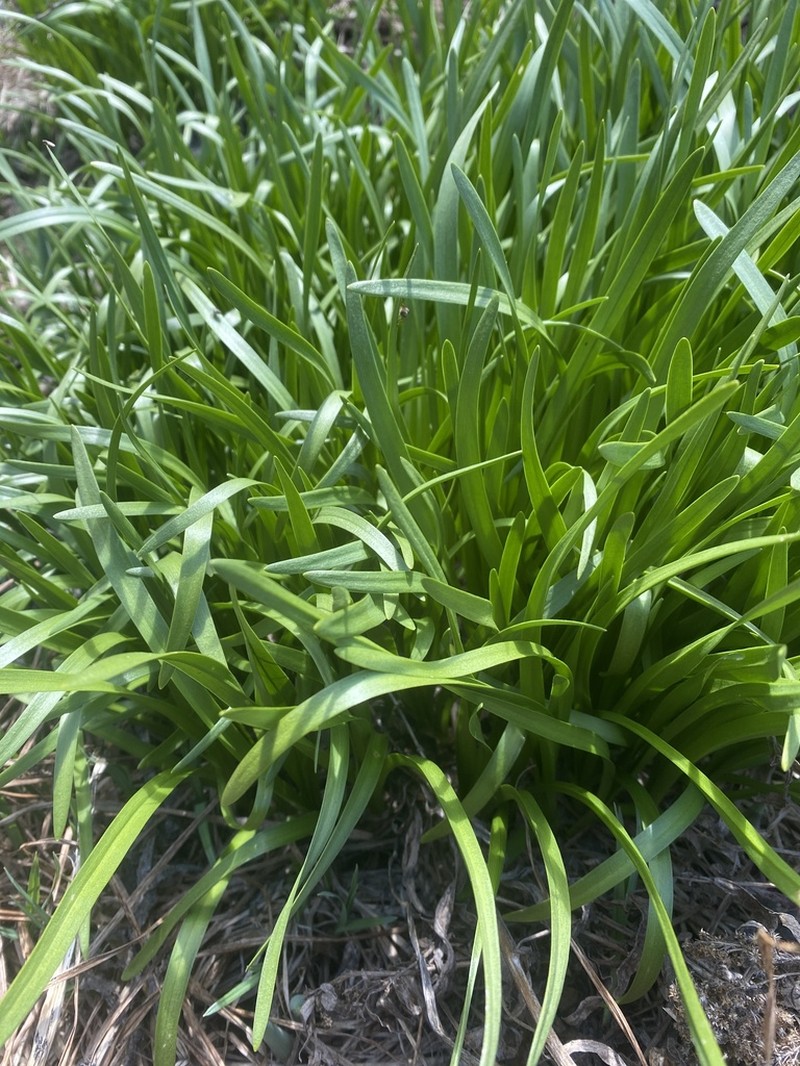 Pacific Onion photo 7