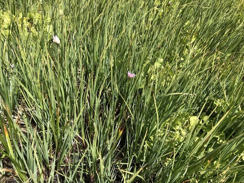 Pacific Onion photo 8