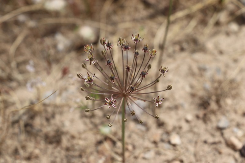 Allium verticillatum