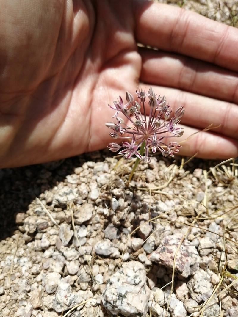 Allium verticillatum photo 2