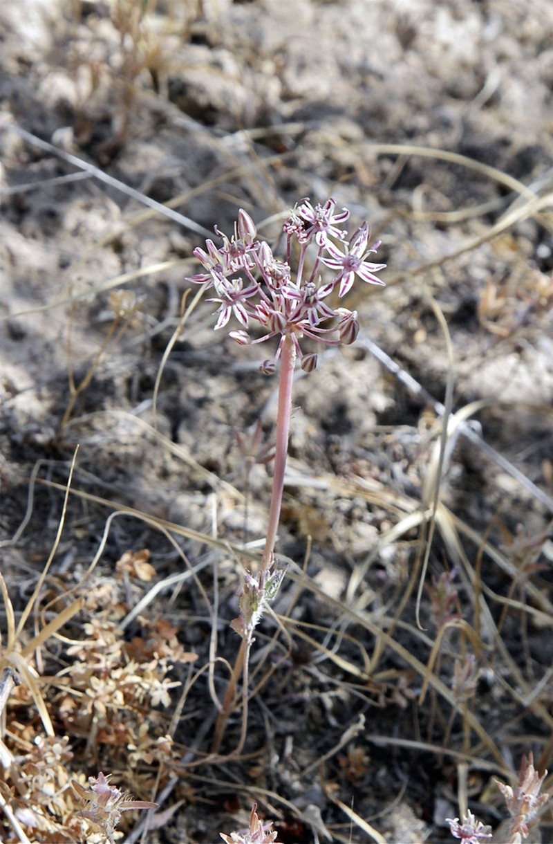 Allium verticillatum photo 3