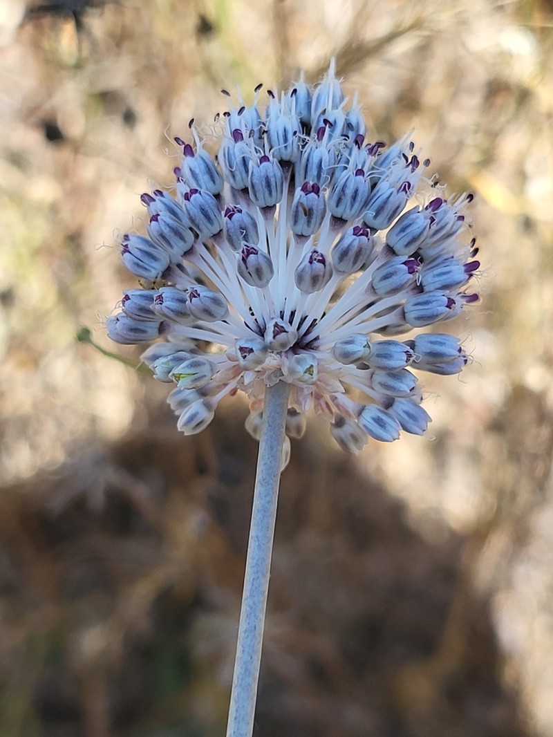 Wild Garlic photo 3