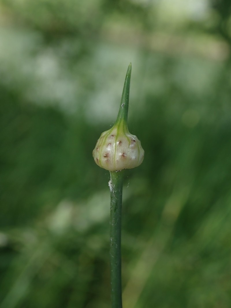 Wild Garlic photo 5