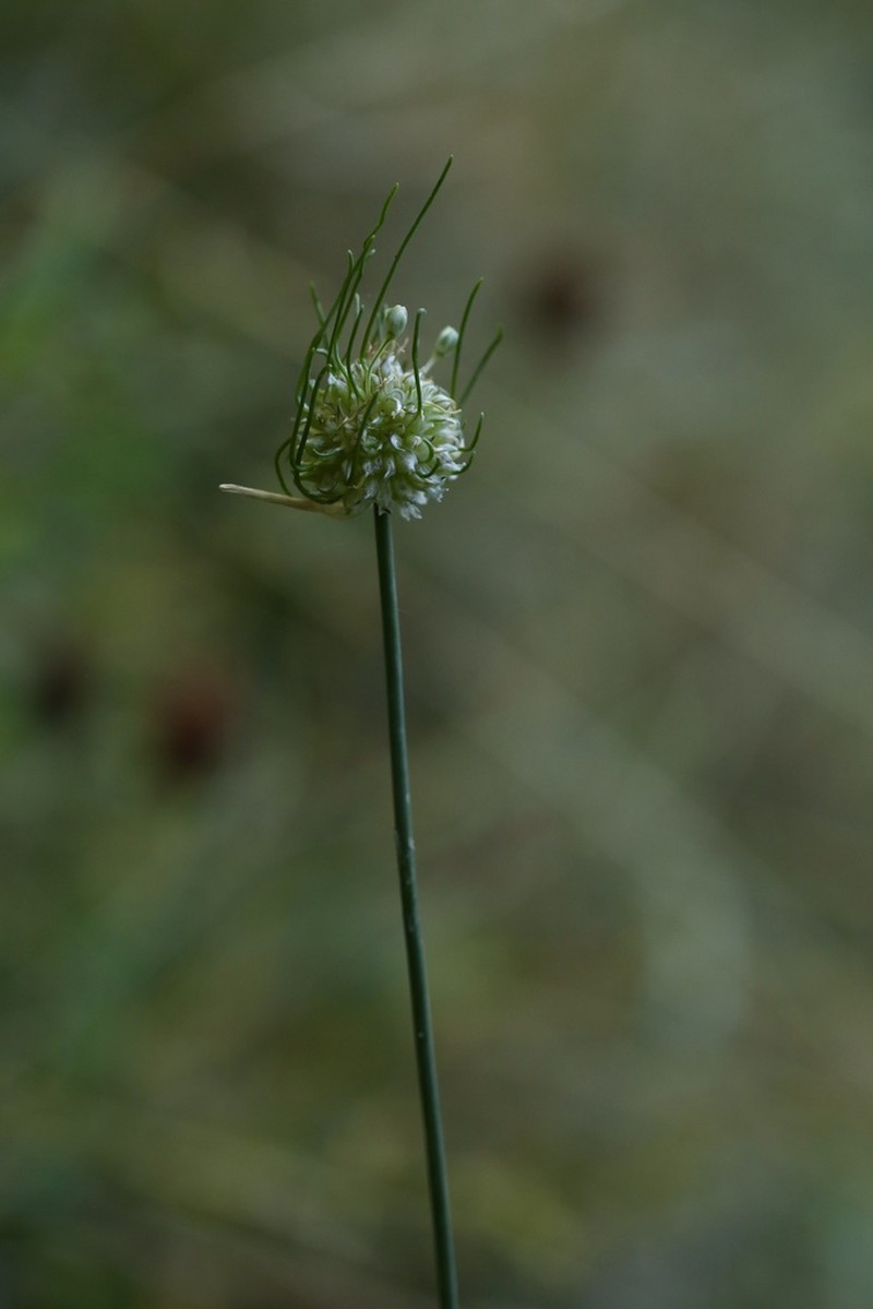 Wild Garlic photo 6