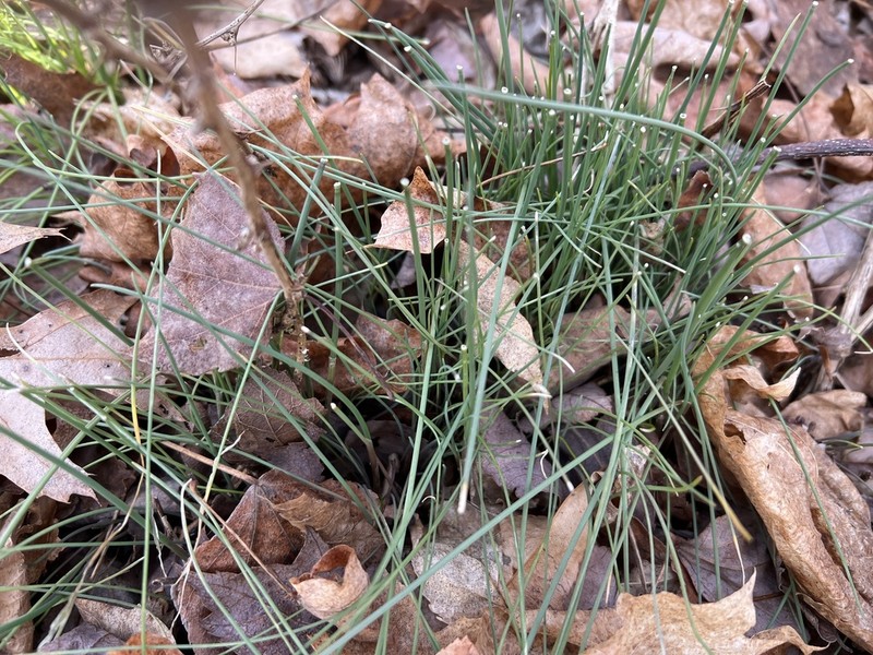 Wild Garlic photo 7