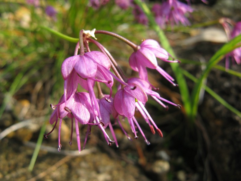 Allium virgunculae
