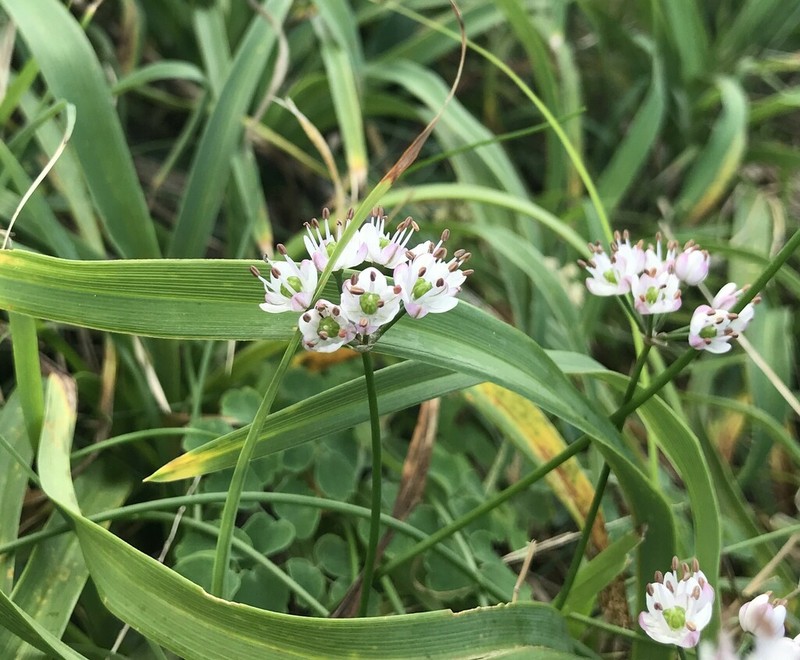 Allium virgunculae photo 2