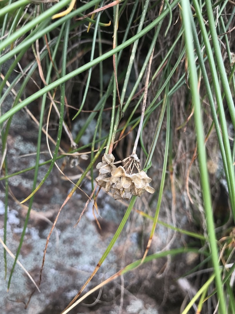 Allium virgunculae photo 3