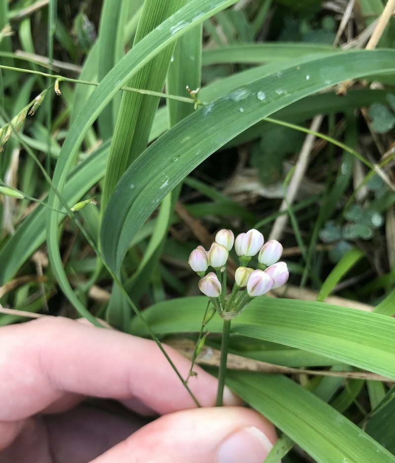 Allium virgunculae photo 5