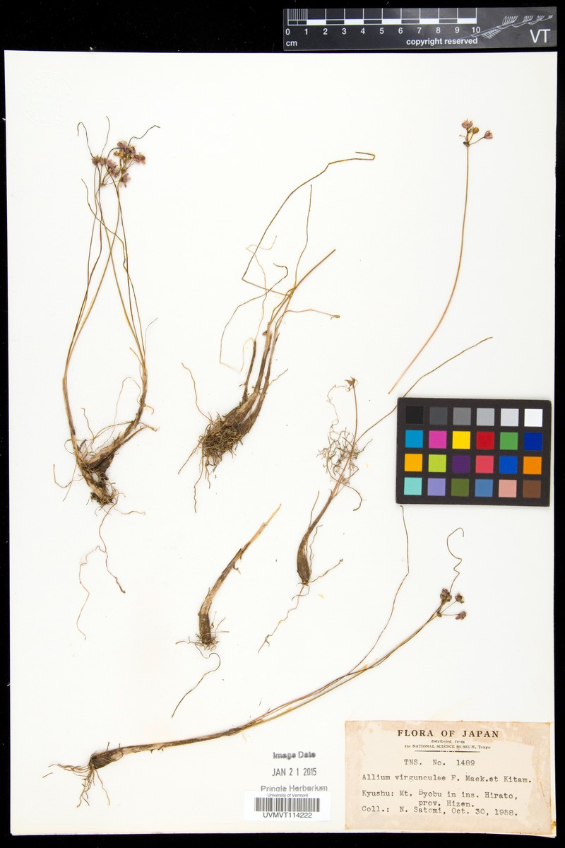 Allium virgunculae photo 6