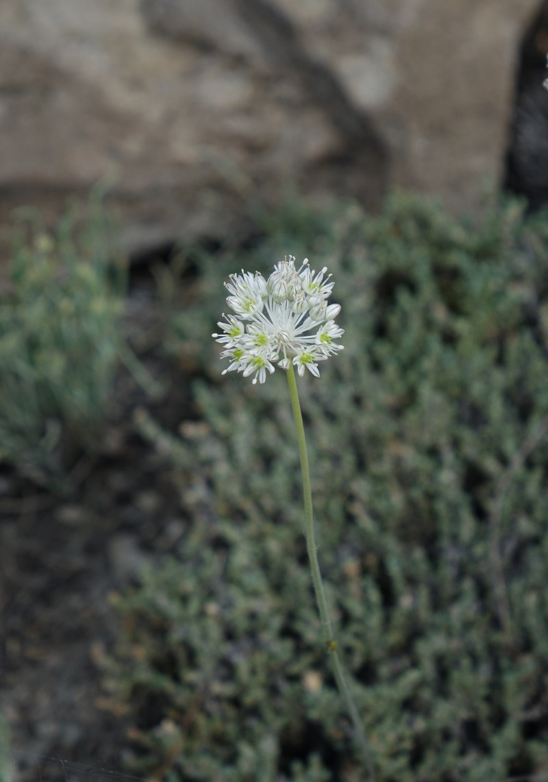 Allium viridulum