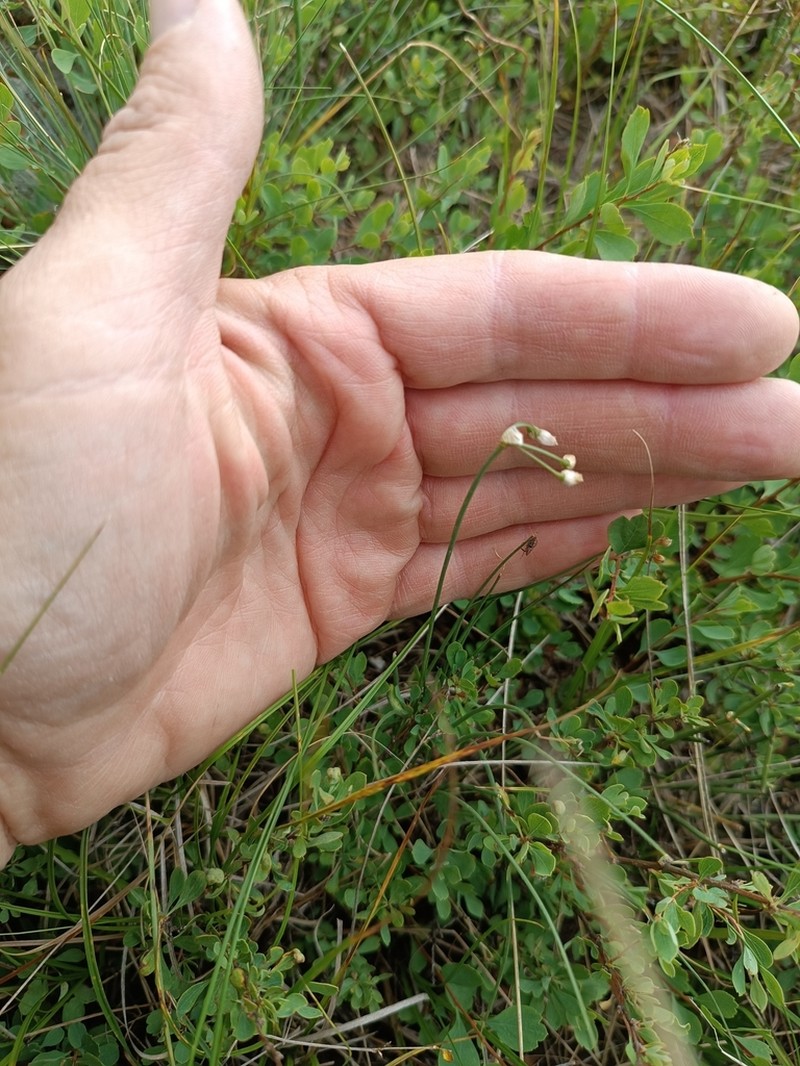 Allium vodopjanovae