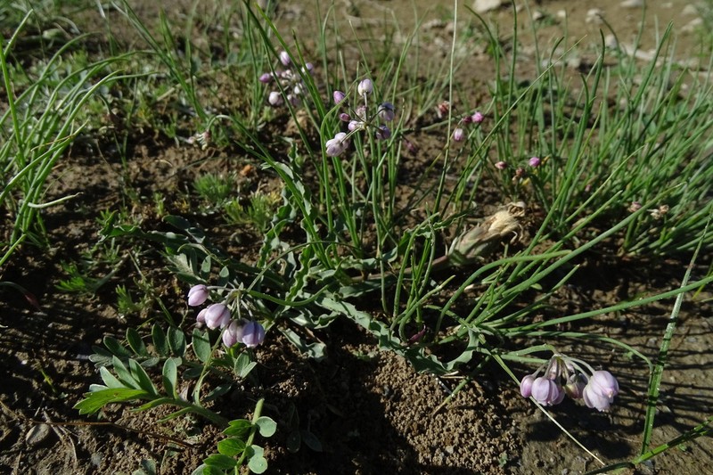 Allium vodopjanovae photo 2