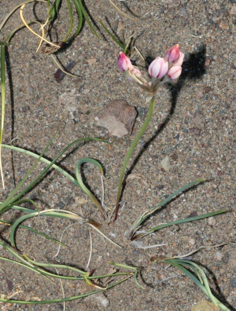 Allium vodopjanovae photo 3