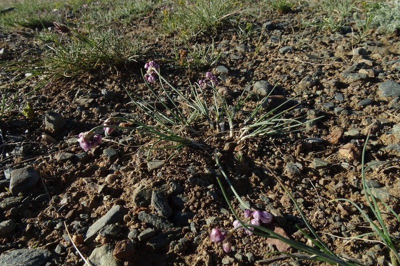 Allium vodopjanovae photo 4