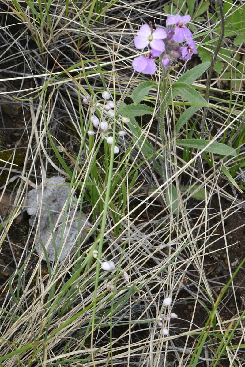 Allium vodopjanovae photo 5