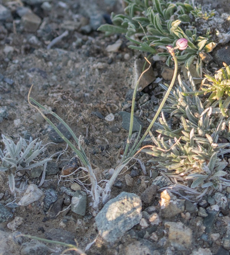 Allium vodopjanovae photo 6