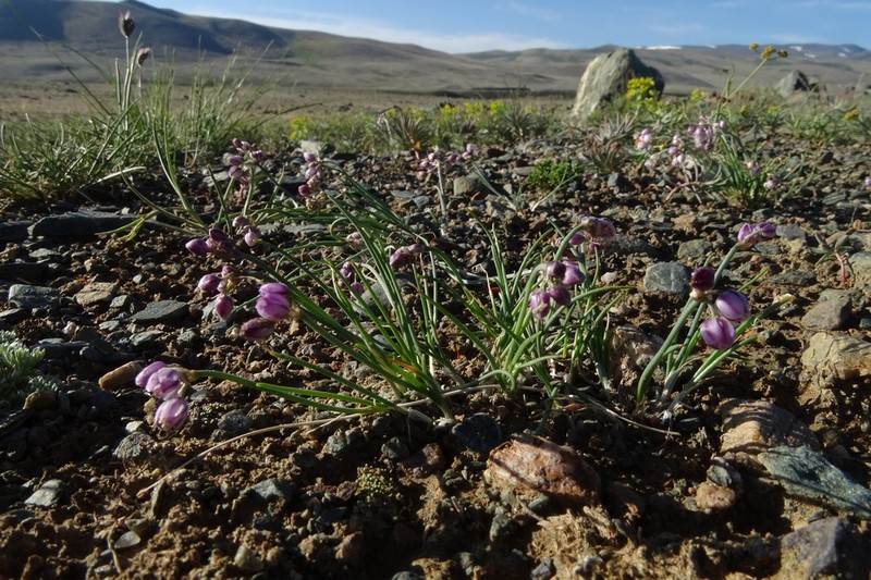 Allium vodopjanovae photo 8