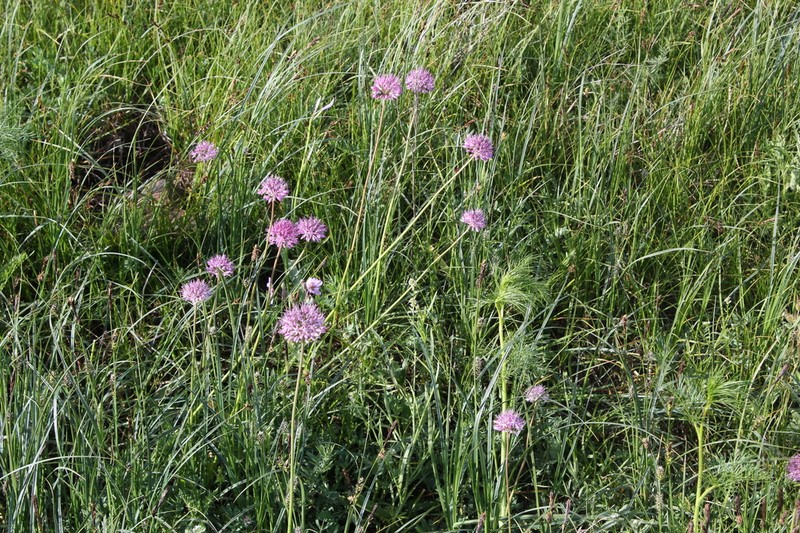 Allium vvedenskyanum