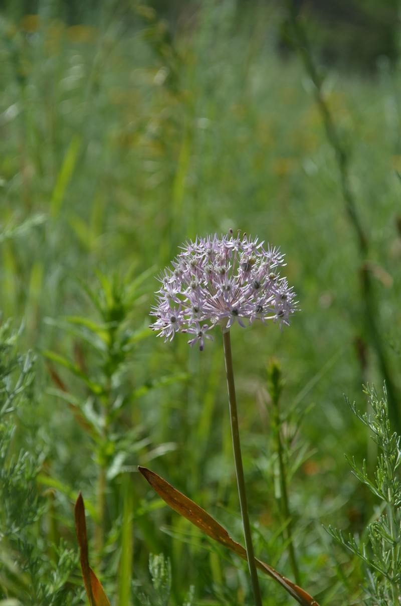 Allium vvedenskyanum photo 2