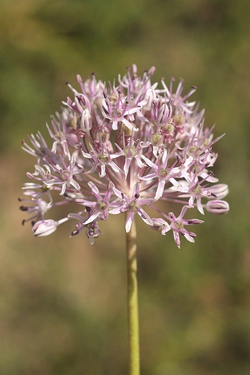 Allium vvedenskyanum photo 3