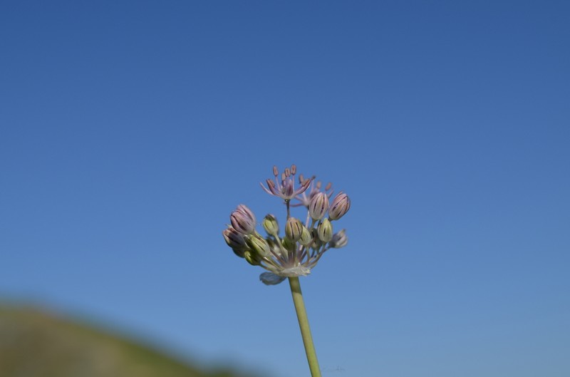 Allium vvedenskyanum photo 4
