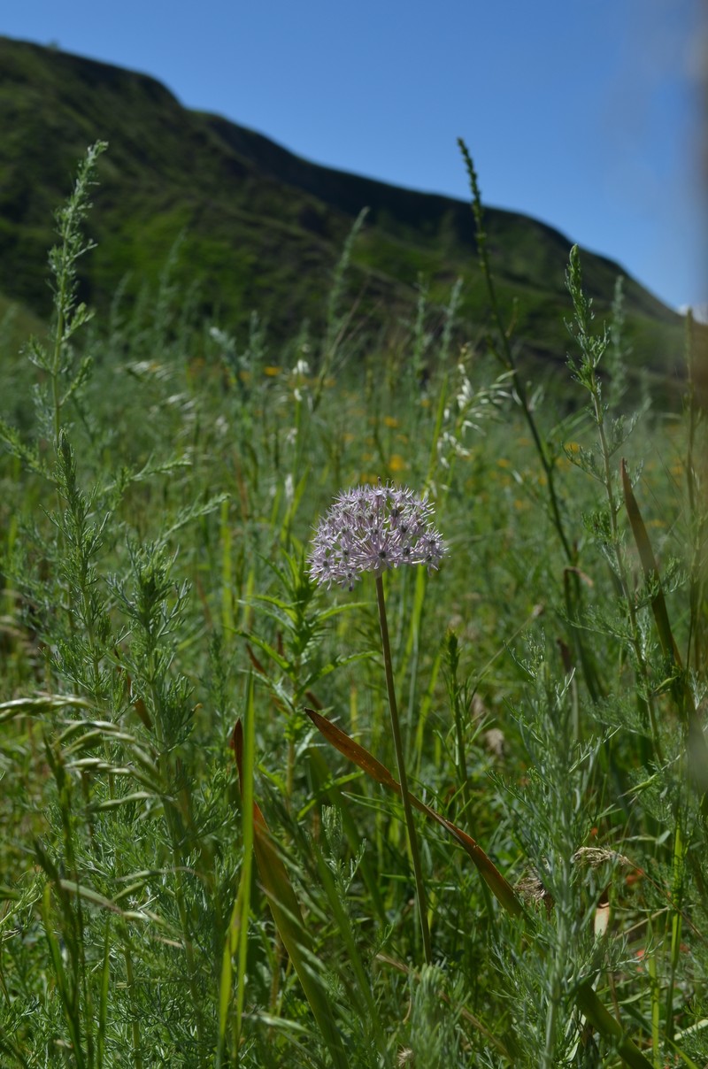 Allium vvedenskyanum photo 6