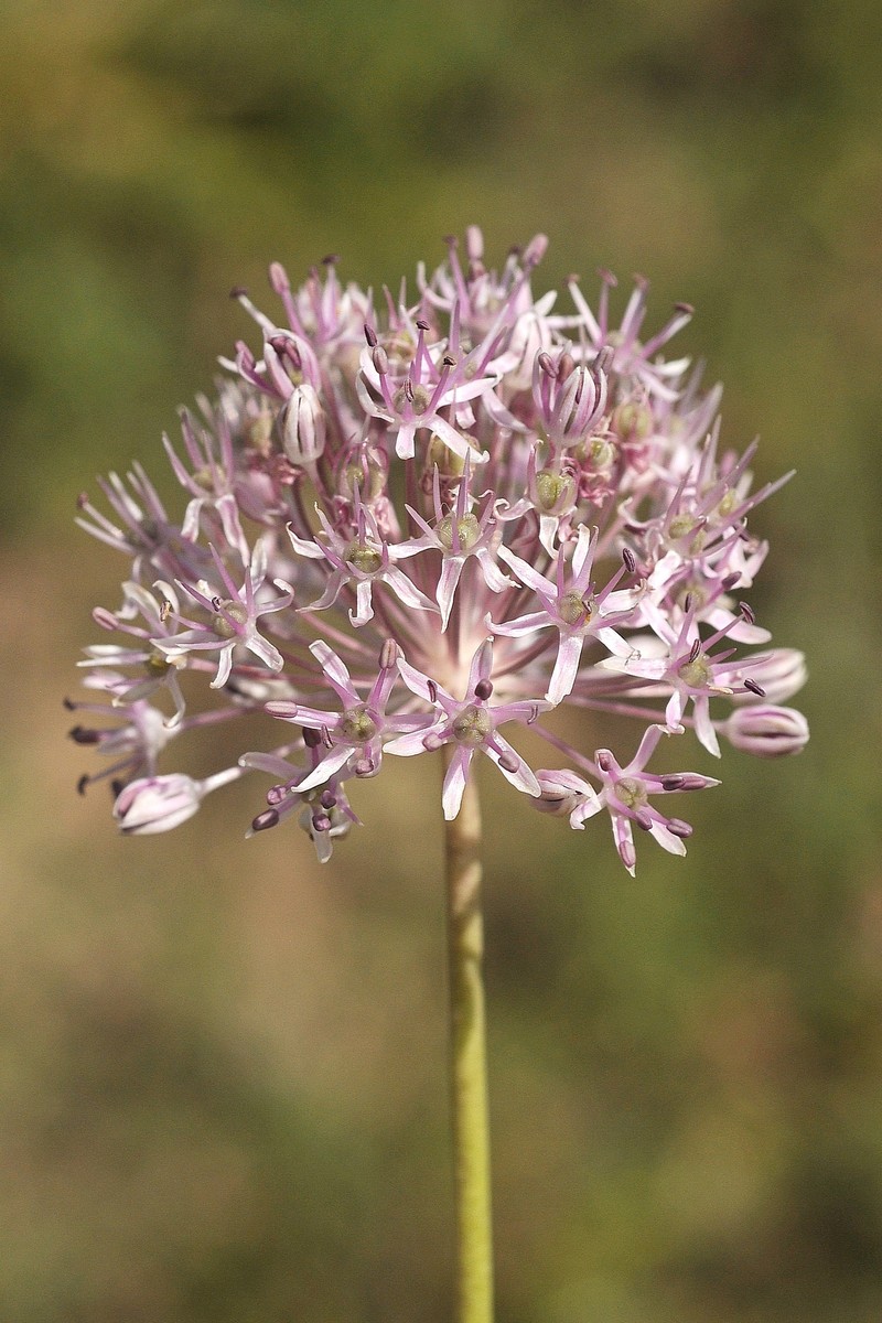 Allium vvedenskyanum photo 7