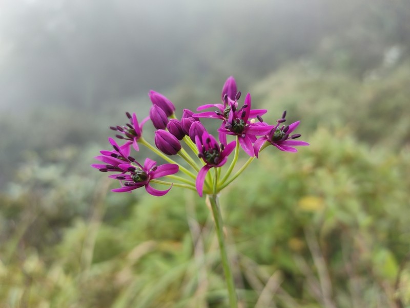 Allium wallichii photo 2