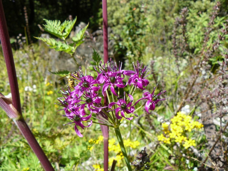 Allium wallichii photo 3