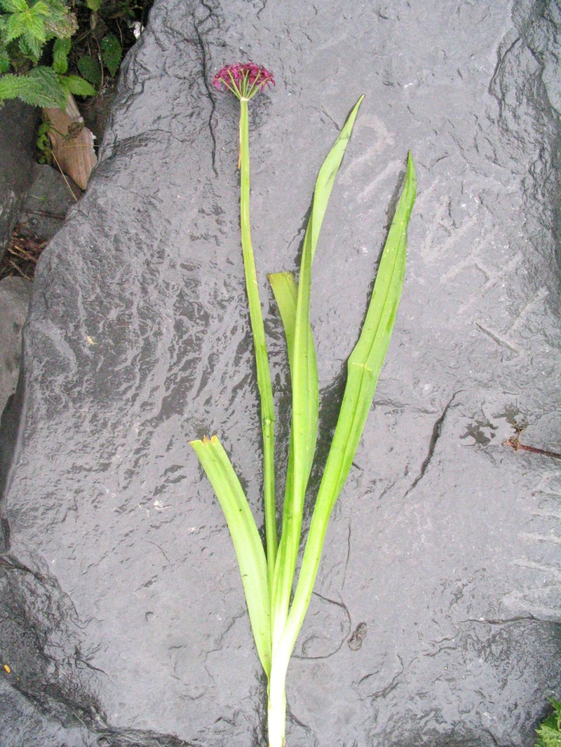Allium wallichii photo 4