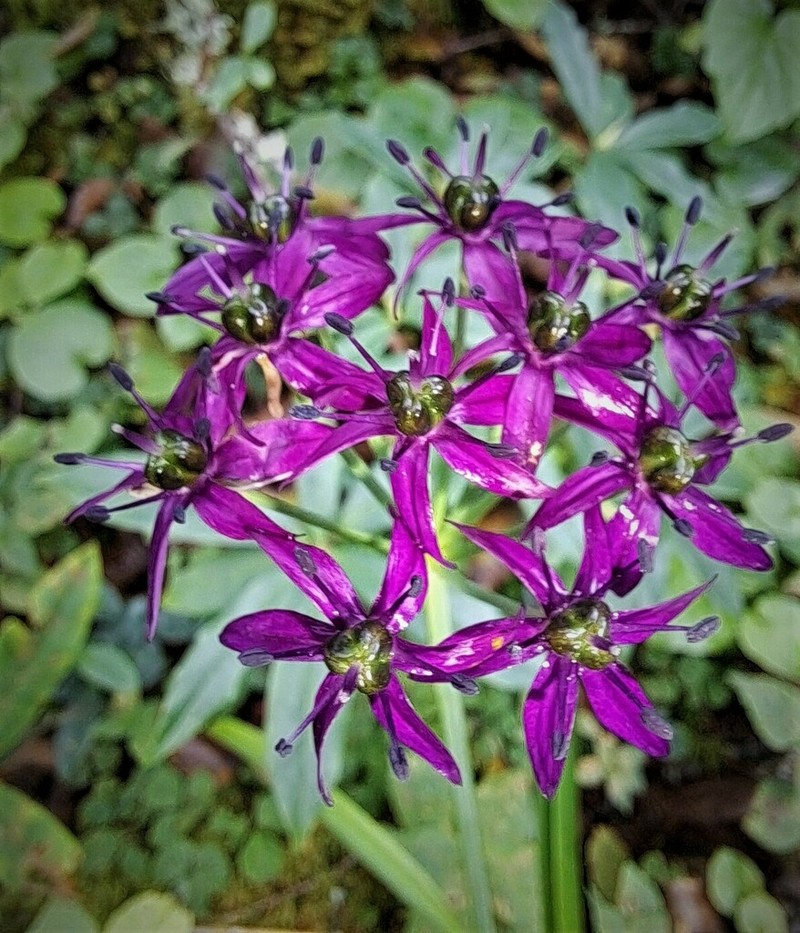 Allium wallichii photo 5