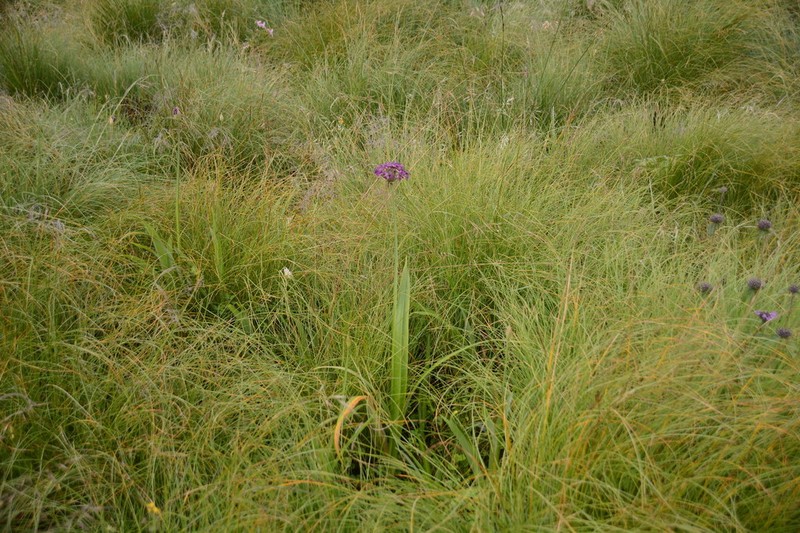 Allium wallichii photo 6
