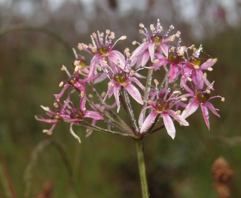 Allium wallichii photo 7