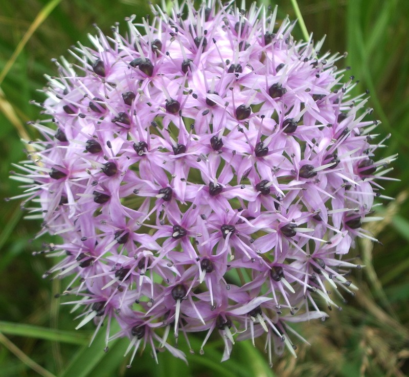 Allium wallichii photo 8