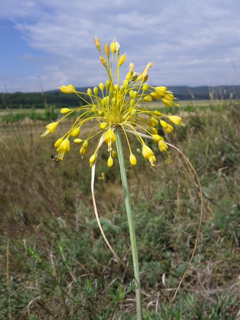 Allium webbii