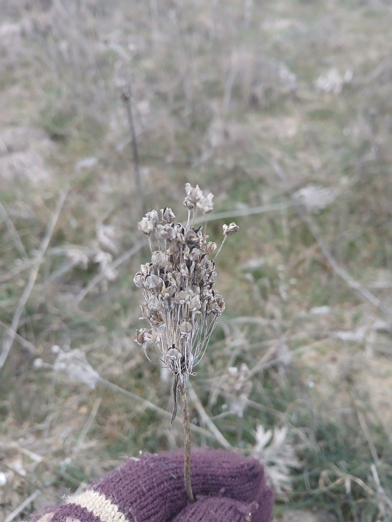 Allium webbii photo 2