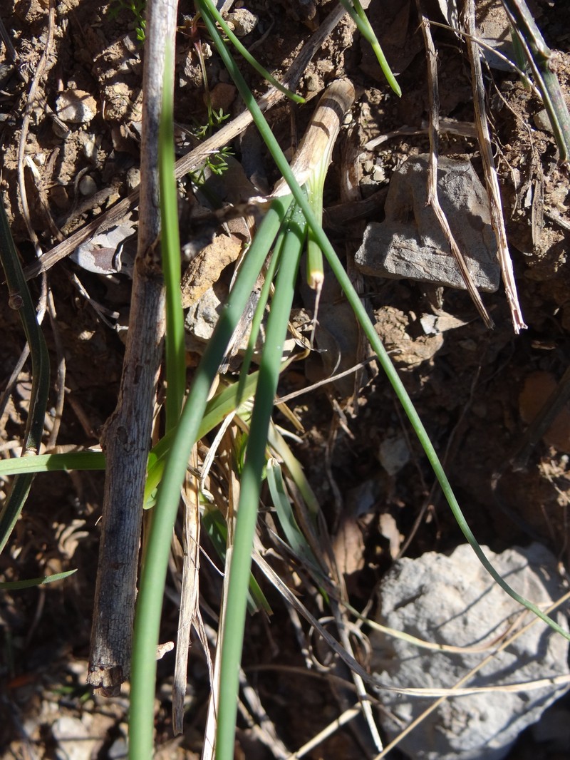 Allium webbii photo 3