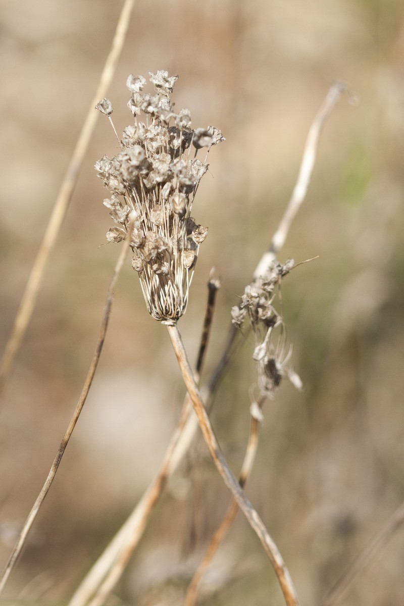 Allium webbii photo 4
