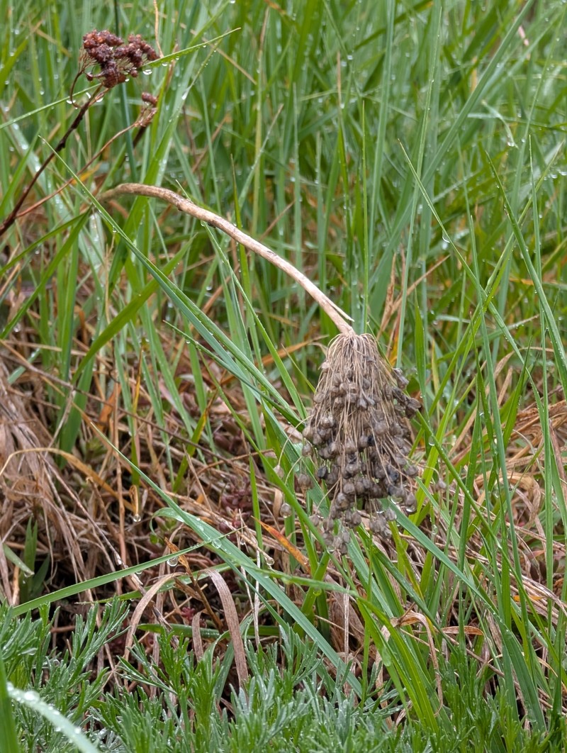 Allium webbii photo 5
