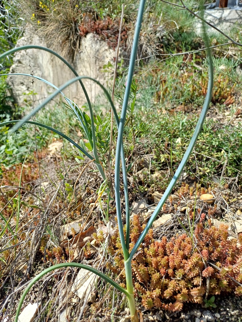 Allium webbii photo 6