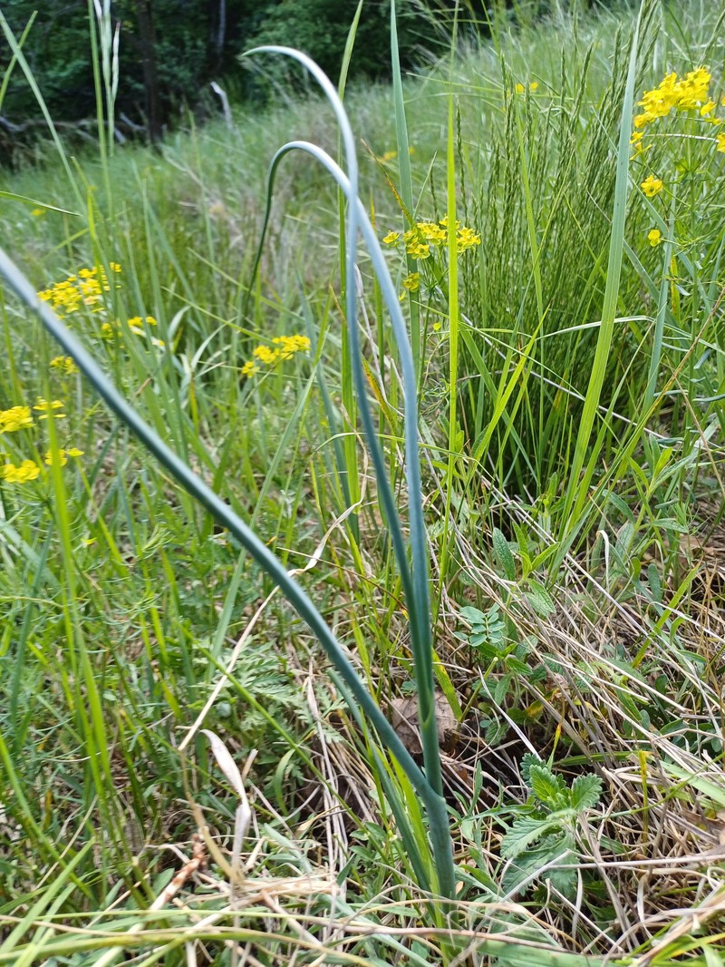 Allium webbii photo 7