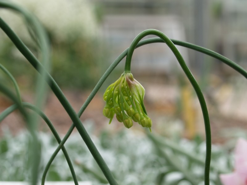 Allium wendelboanum