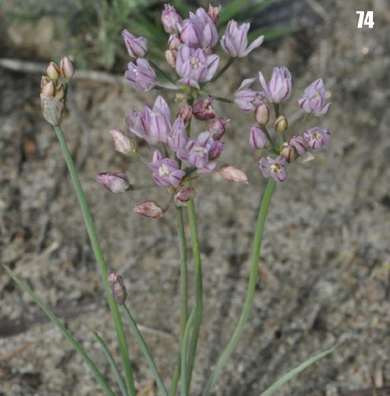 Allium weschniakowii