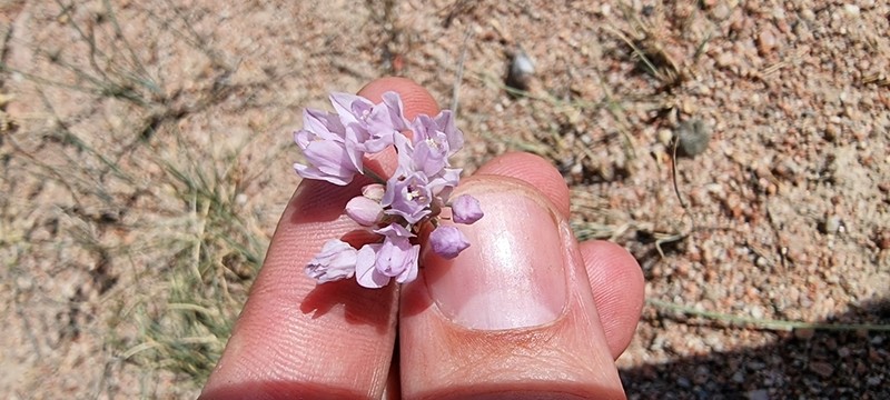 Allium weschniakowii photo 3