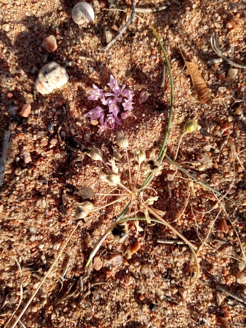 Allium weschniakowii photo 4