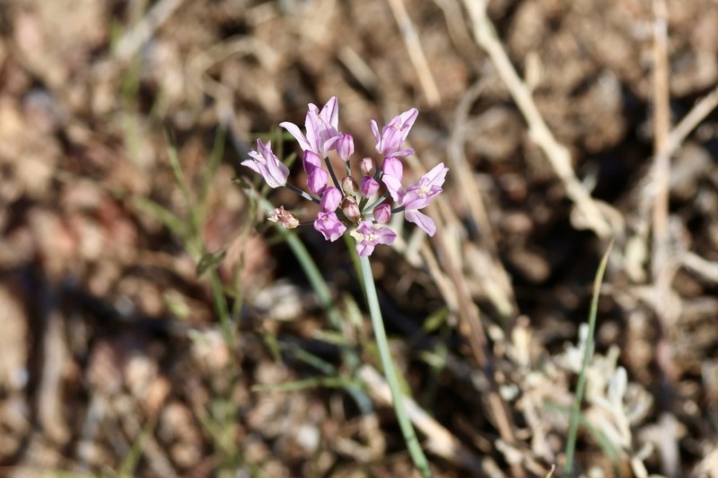 Allium weschniakowii photo 5