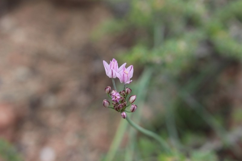 Allium weschniakowii photo 6