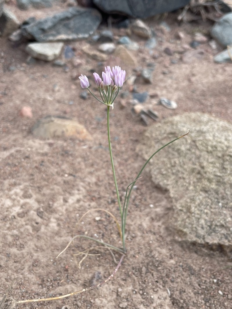 Allium weschniakowii photo 7